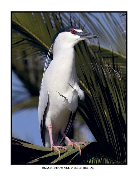 6614 black-crowned night heron.jpg